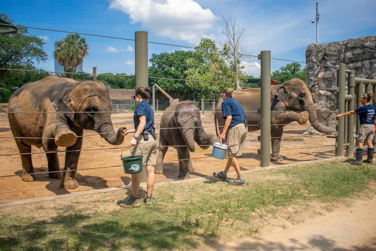 圖片來源：Jackelin Reyna/ Houston Zoo