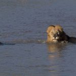 烏干達國家公園三足獅子 冒險游過河馬和鱷魚棲息的海峽