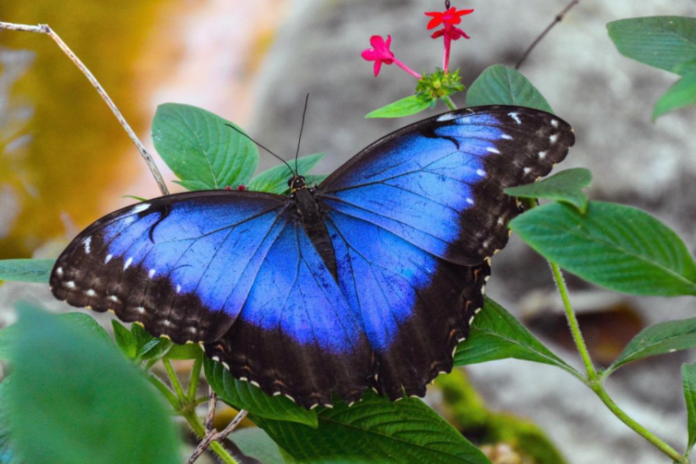 橄欖翅蝴蝶（obrina olivewing butterfly）是極少數能夠製造藍色色素的動物之一。